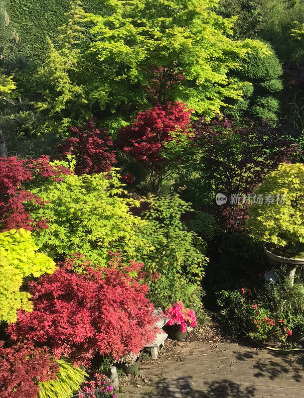 日本园林植物，装饰木材，东方盆景树，花岗岩石灯笼和日本枫树照片，槭掌树/有绿色，红色和紫色叶子的槭树和杜鹃花的图像